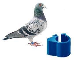 Smart UHF RFID foot rings with optional GPS tracking for pigeons, chickens, ducks, and birds. Durable, lightweight, tamper-proof, and ideal for farms, racing clubs, and research.